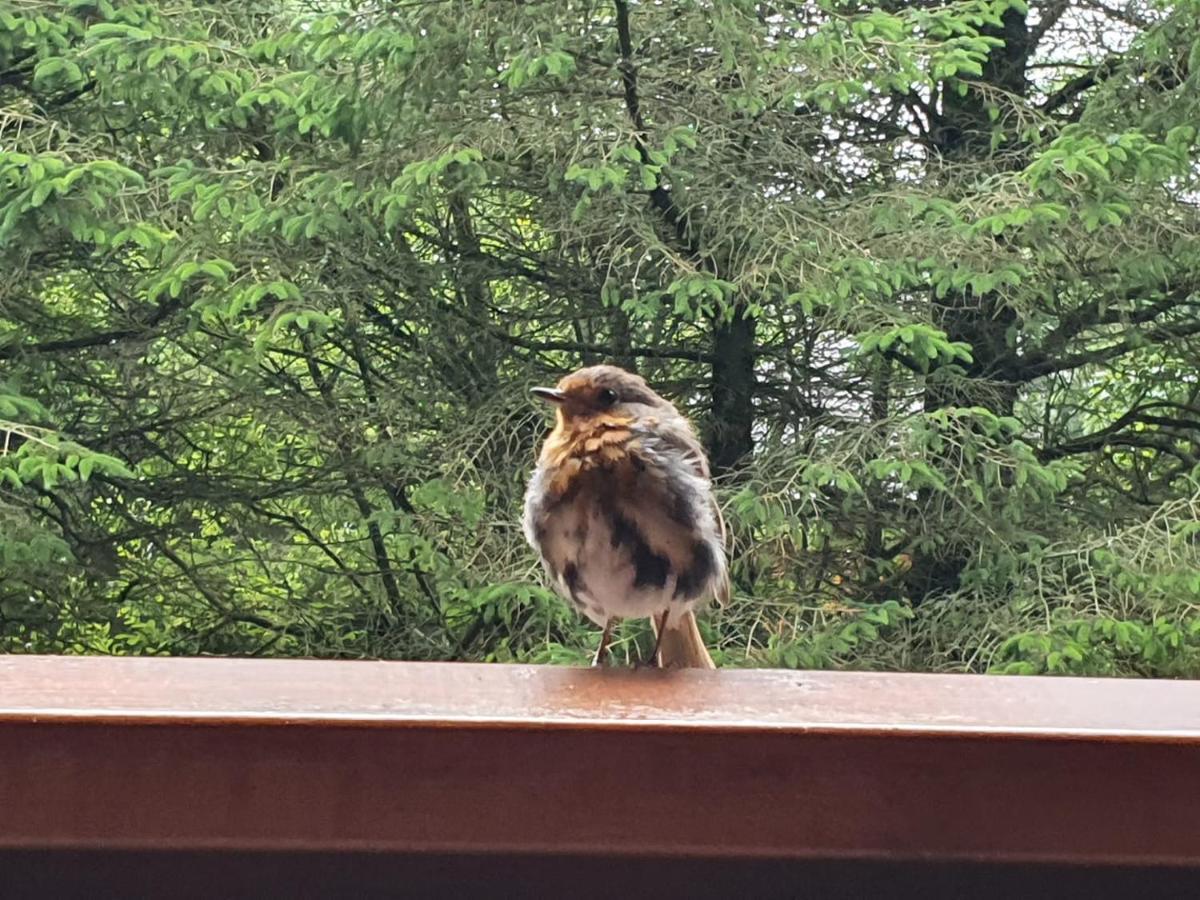 Forest Lodge Log Cabin - Ireland バリーコネル エクステリア 写真